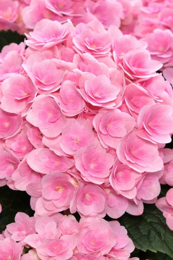 Гортензія широколиста Флорентіна / Гортензія Флорентіна|Hydrangea macrophylla Florentina / Hydrangea Florentina|Гортензия широколистная Флорентина / Гортензия Флорентина